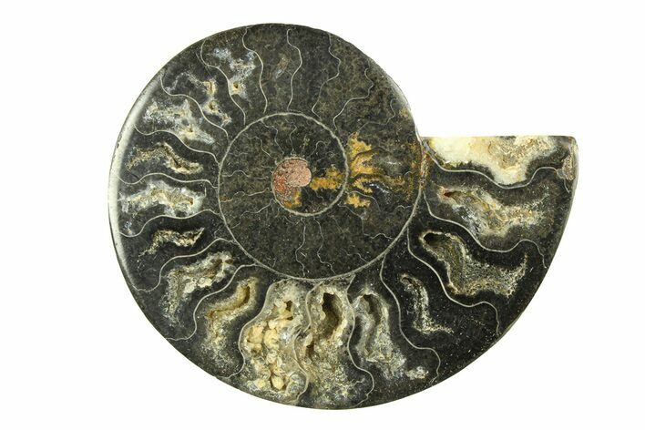 Cut & Polished Ammonite Fossil (Half) - Unusual Black Color #281276